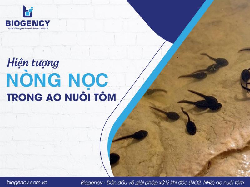 Hinh anh nong noc nho an tao trong ao, the hien thuc an cua nong noc
